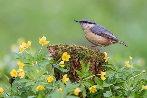 Eurasian Nuthatch (Sitta europaea) perched on a stump amongst flowers, Poland