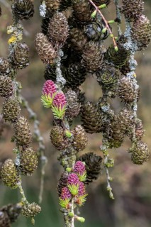 Larch (Larix decidua), blossoms, Emsland, Lower Saxony, Germany