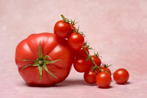 Beef tomato and cherry vine tomatoes with pink background