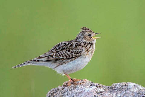 Eurasian Skylark (Alauda arvensis) singing, perched on a rock, Castile and Leon, Spain