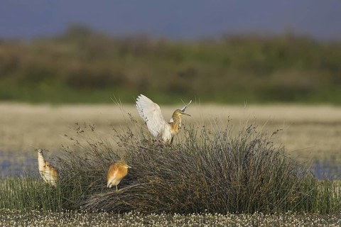 Squacco Heron (Ardeola ralloides), Lesvos, Greece
