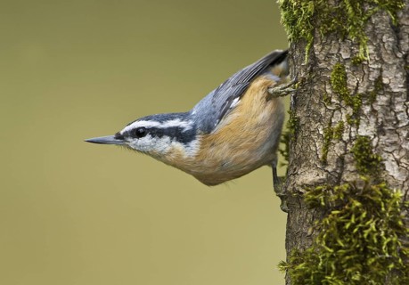Red-breasted Nuthatch (Sitta canadensis), British Columbia, Canada