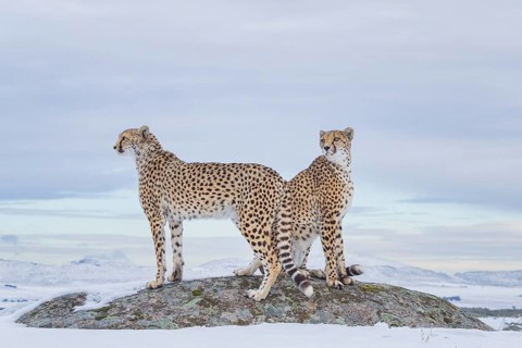 Cheetah (Acinonyx jubatus) two on a rock in snow covered landscape, Castile-La Mancha, Spain