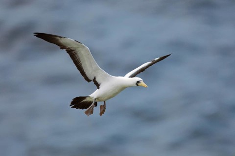 Masked Booby (Sula dactylatra tasmani) flying, Norfolk Island
