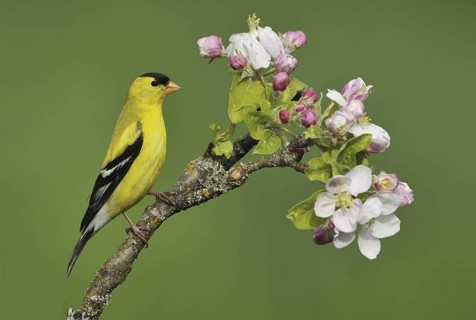 American Goldfinch (Spinus tristis) male, British Columbia, Canada