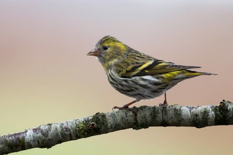 Eurasian Siskin (Spinus spinus) female, Lower Saxony, Germany