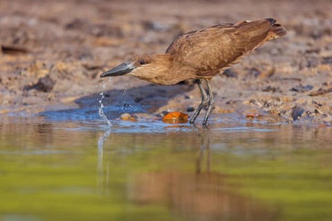 Hammerhead, Hammerhead, Hamerkop, (Scopus umbretta), Ombrette africaine, Avemartillo, Shadebird,