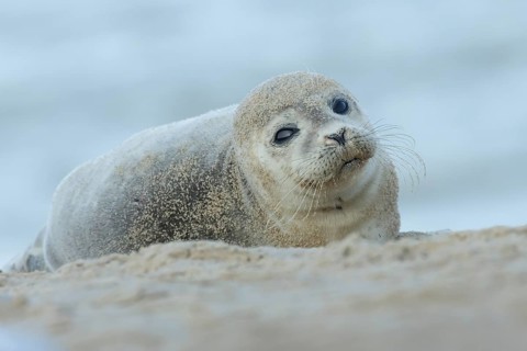 Common or Harbor or Harbour seal (Phoca vitulina) adult animal resting on sand on a beach, England,