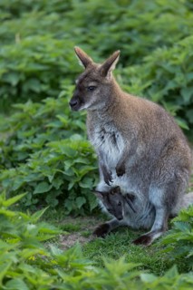 Red-necked wallaby or Bennett's wallaby (Macropus rufogriseus) with cub in her pouch, looking out.