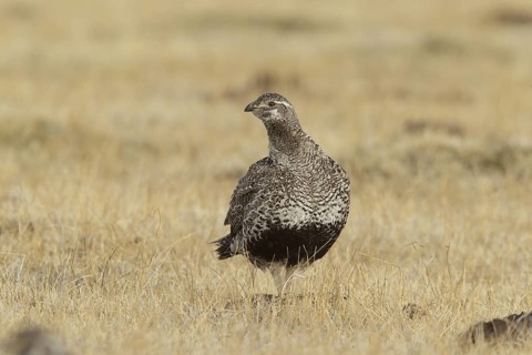 Sage Grouse (Centrocercus urophasianus) female, California, USA