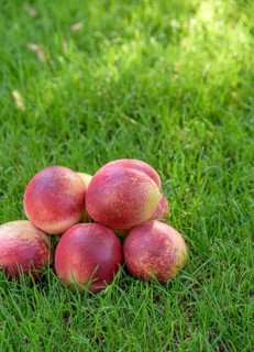 Nectarine (Prunus persica FRUIT ME® Necta Me),  Germany