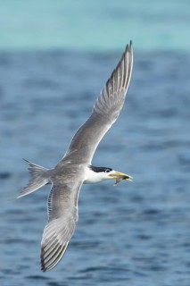 Greater Crested Tern (Thalasseus bergii) flying with fish prey in beak, Layang-Layang, Malaysia