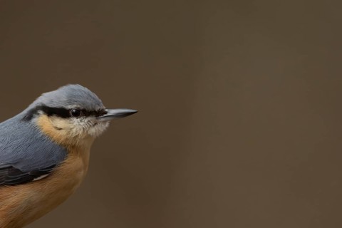 Eurasian nuthatch (Sitta europaea) adult bird head portrait, Suffolk, England, United Kingdom