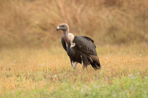 White-rumped Vulture (Gyps bengalensis), Preah Vihear, Cambodia