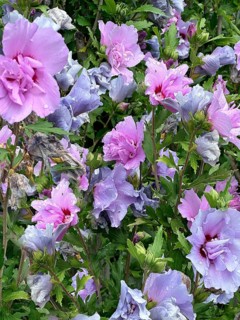Althaea officinalis, rose mallow, shrub mallow, garden mallow, Syrian mallow, Sharon rose, festival