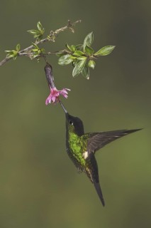 Buff-winged Starfrontlet (Coeligena lutetiae), Ecuador