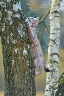 Eurasian lynx (Lynx lynx), climbing on birch tree