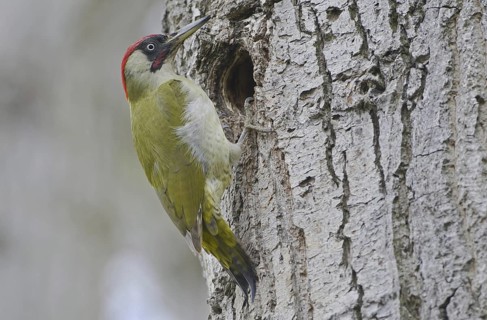 European Green Woodpecker (Picus viridis) juvenile, Saxony, Germany