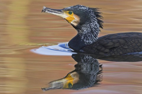 Great Cormorant (Phalacrocorax carbo), Rhineland-Palatinate, Germany