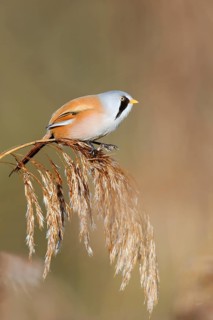Bearded Tit (Panurus biarmicus), male sitting on a fruit stand of reed (Phragmites australis),