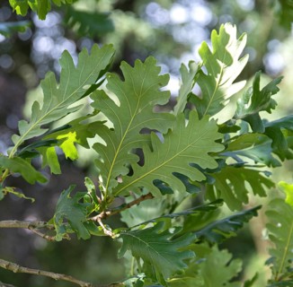 Quercus frainetto (Quercus frainetto), Sofiero Castle, Sweden