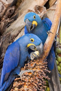 Hyacinth Macaw (Anodorhynchus hyacinthinus) perched on a branch in the Pantanal of Brazil