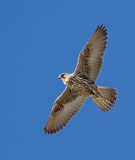Gyrfalcon (Falco rusticolus) flying, Saskatchewan, Canada