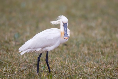 Eurasian Spoonbill (Platalea leucorodia), Netherlands