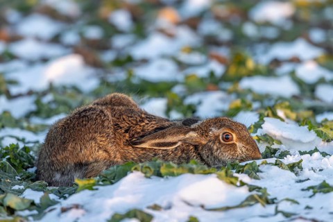 European brown hare (Lepus europaeus) hiding by lying low with ears flat in snow covered farmland,
