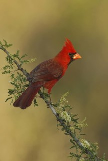 Northern Cardinal (Cardinalis cardinalis), Texas, USA