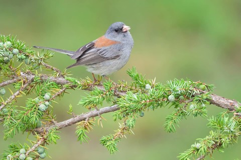 Slate-colored Junco (Junco hyemalis hyemalis), Colorado, USA