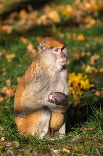 One female patas monkey (Erythrocebus patas)with her baby in late light on a green meadow