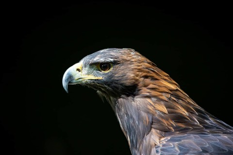 Golden eagle (Aquila chrysaetos) Austria