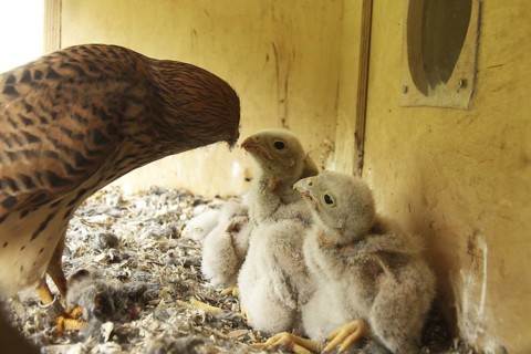 Common Kestrel (Falco tinnunculus) chick, Lower Saxony, Germany