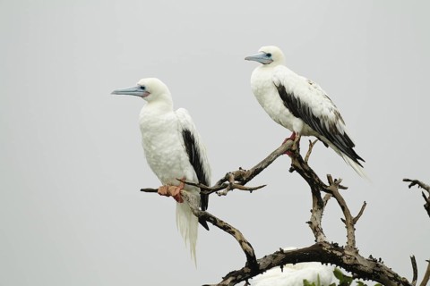 Red-footed Booby (Sula sula), Hawaii, USA