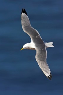 Kittiwake, flight photo, Heligoland Island, (Rissa tridactyla), Heligoland, Heligoland Island,