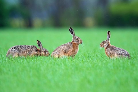 A group of hares in a meadow, (Lepus europaeus), animals, mammals, hares, hare