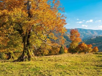 Typical Black Forest landscape with old solitary beech trees in a meadow in autumn under blue sky