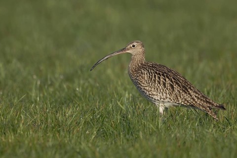 Eurasian Curlew (Numenius arquata) foraging, North Rhine-Westpalia, Germany