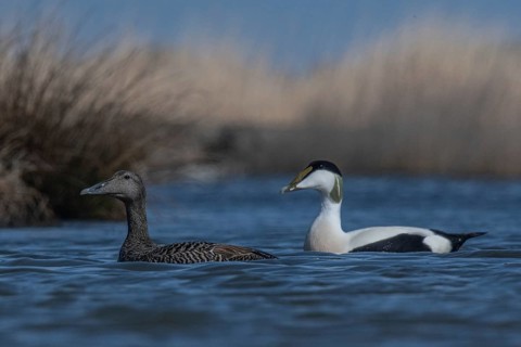 Common Eider (Somateria mollissima) pair, Schleswig-Holstein, Germany
