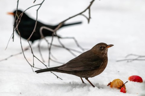 Blackbird, turdus merula, birds, female, male, passeri, snow, songbirds, snow, songbirds, birds,