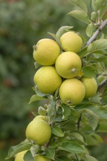 Apple (Malus domestica 'Ananas Reinette'), Bundessortenamt Prüfstelle Wurzen, Wurzen, Saxony,