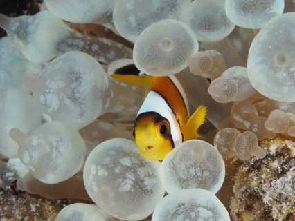 Red sea anemonefish juvenile (Amphiprion bicinctus juvenil)