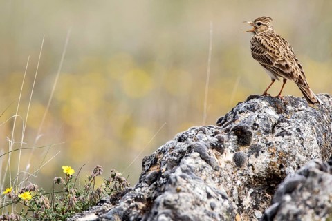 Eurasian Skylark (Alauda arvensis) singing from a rock, Castile and Leon, Spain
