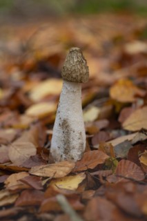 Common stinkhorn (Phallus impudicus), close-up, nature photograph, Schneeren, Neustadt am