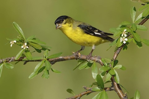 Lesser Goldfinch (Spinus psaltria) male, Arizona, USA