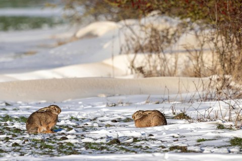 Two European brown hares (Lepus europaeus) resting in snow covered field next to hedge, hedgerow in