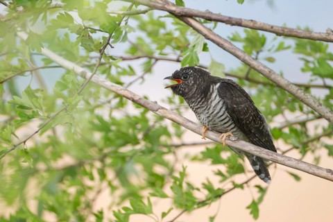 Common Cuckoo (Cuculus canorus) juvenile near the nest of an Eurasian Reed Warbler, Saxony-Anhalt,