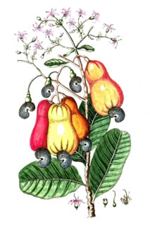 Anacardium occidentale, cashew tree or cashew tree, also known as acajou tree or kidney tree,
