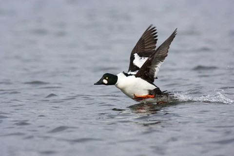 Common Goldeneye (Bucephala clangula) male flying, British Columbia, Canada